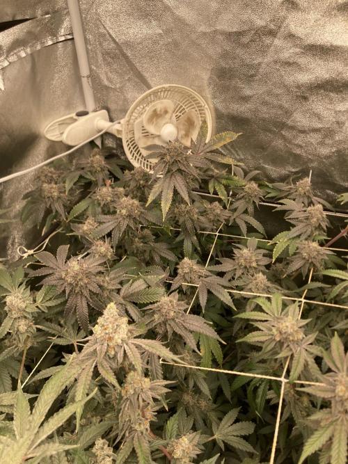 Rainbow Marker Clones (Lit Farms). Week 10