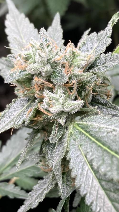 Rainbow Marker Clones (Lit Farms). Week 10