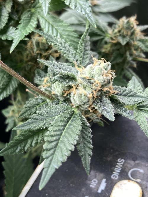 Rainbow Marker Clones (Lit Farms). Week 10