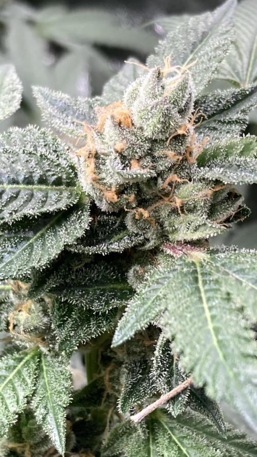 Rainbow Marker Clones (Lit Farms). Week 10