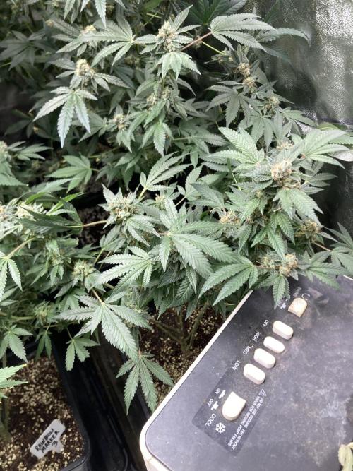 Rainbow Marker Clones (Lit Farms). Week 10