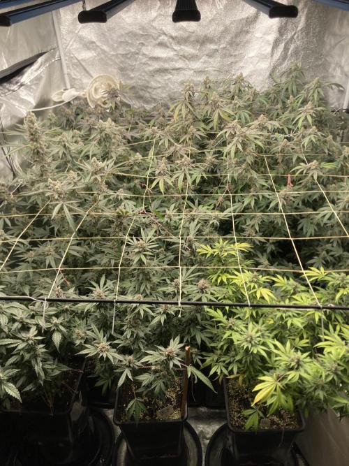 Rainbow Marker Clones (Lit Farms). Week 10