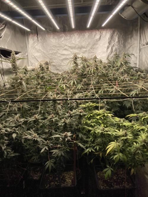 Rainbow Marker Clones (Lit Farms). Week 10