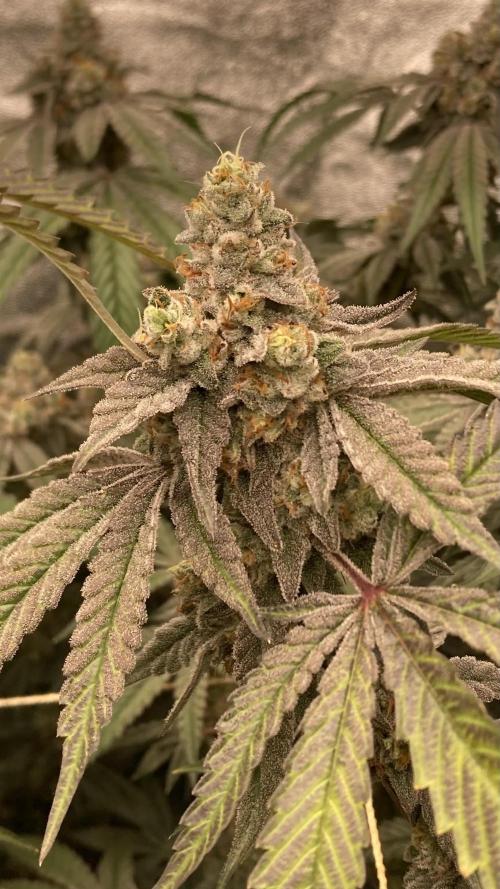 Zoy Sauce Clones (my Cut). Week 10