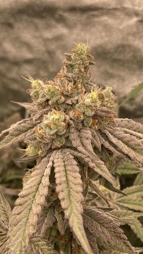 Zoy Sauce Clones (my Cut). Week 10