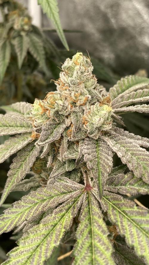 Zoy Sauce Clones (my Cut). Week 10