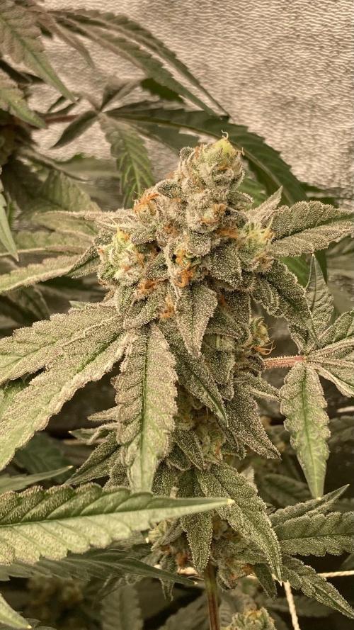 Zoy Sauce Clones (my Cut). Week 10