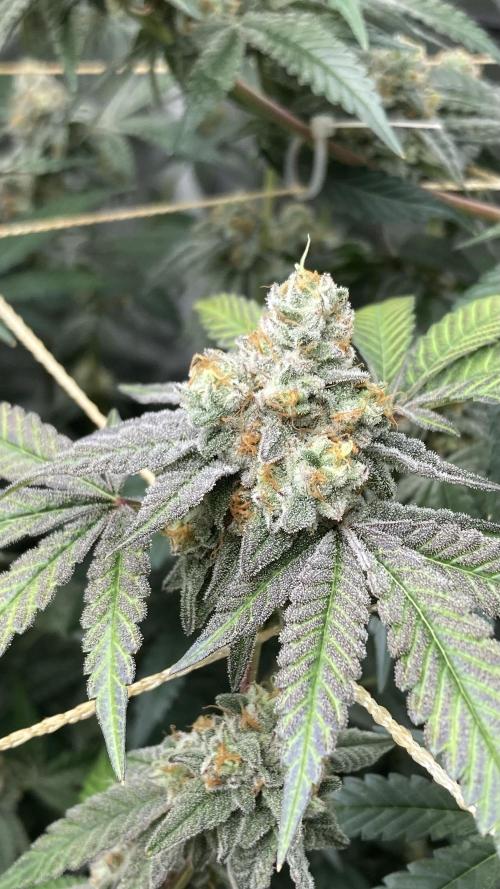Zoy Sauce Clones (my Cut). Week 10