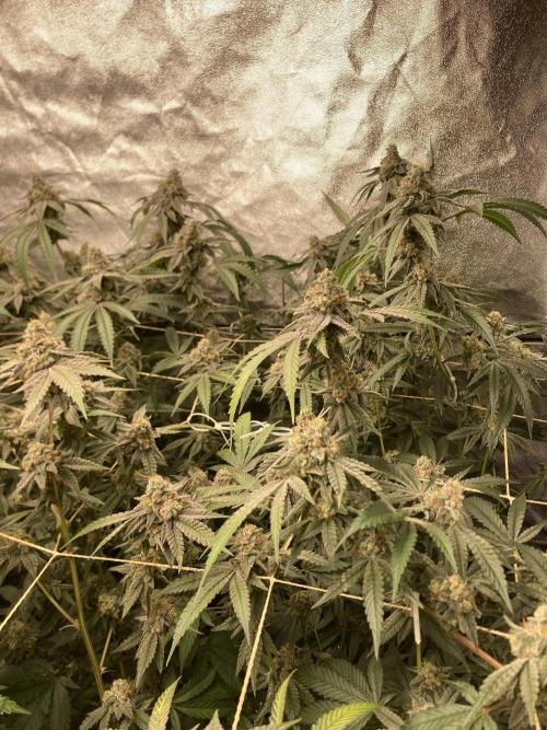 Zoy Sauce Clones (my Cut). Week 10