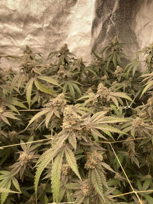 Zoy Sauce Clones (my Cut). Week 10