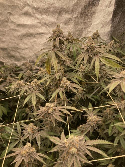 Zoy Sauce Clones (my Cut). Week 10