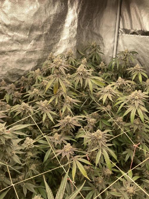 Zoy Sauce Clones (my Cut). Week 10