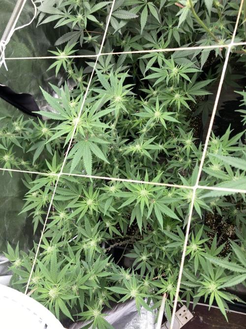 White Rhino (Green House Seeds). Week 18