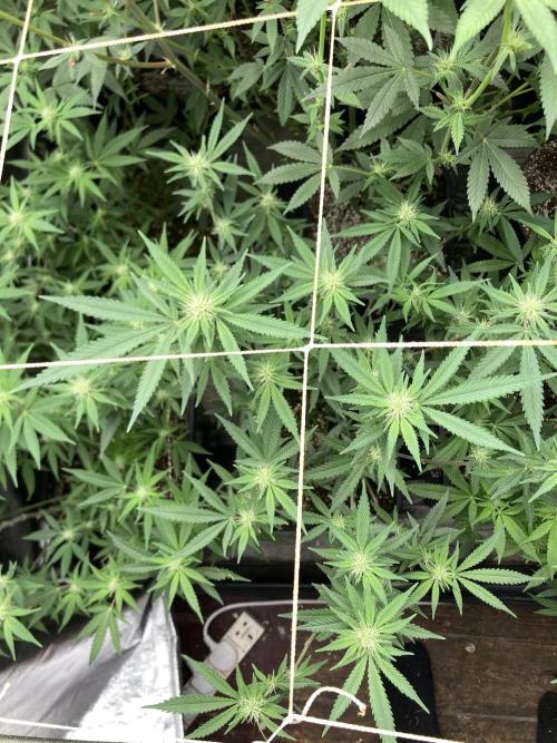 White Rhino (Green House Seeds). Week 18