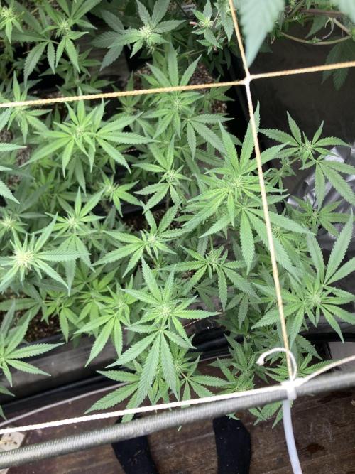 White Rhino (Green House Seeds). Week 18