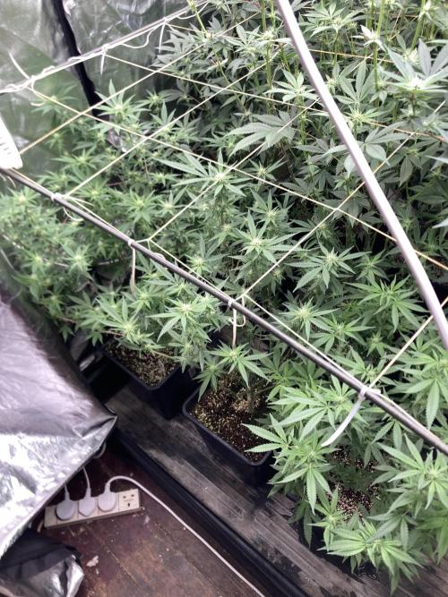 White Rhino (Green House Seeds). Week 18