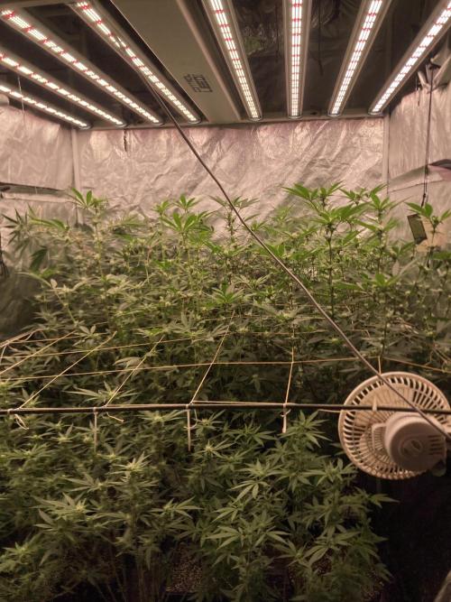 White Rhino (Green House Seeds). Week 18