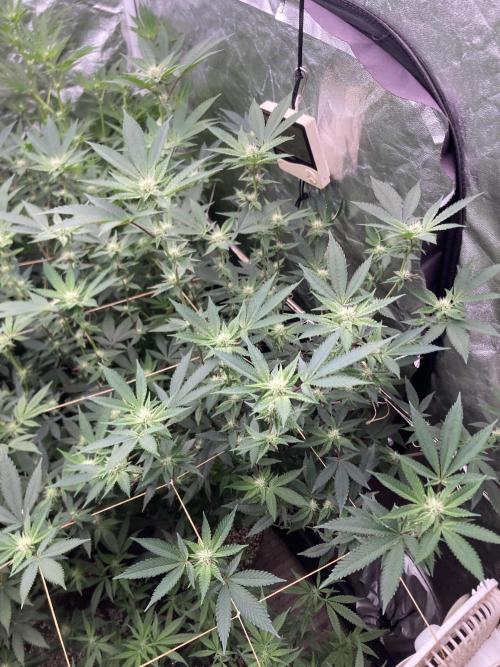 Windu (Wizard Trees). Week 18
