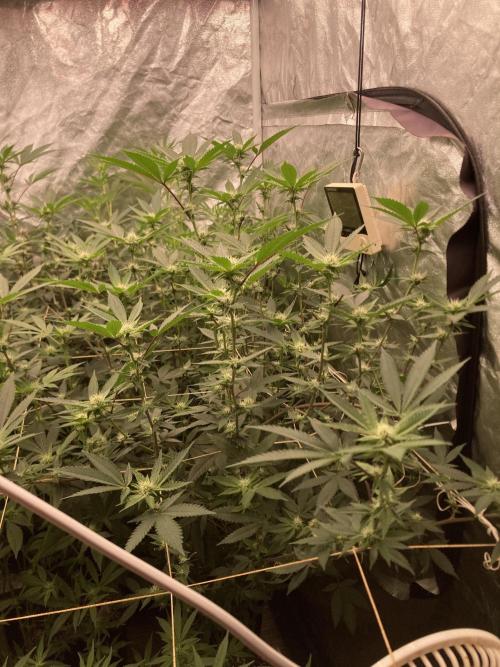 Windu (Wizard Trees). Week 18