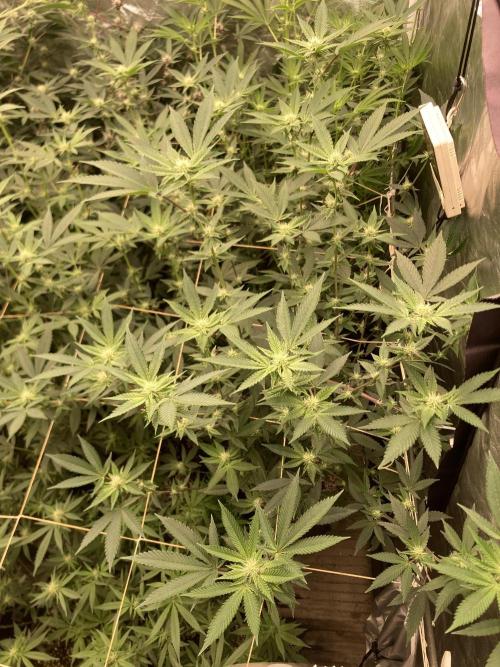 Windu (Wizard Trees). Week 18