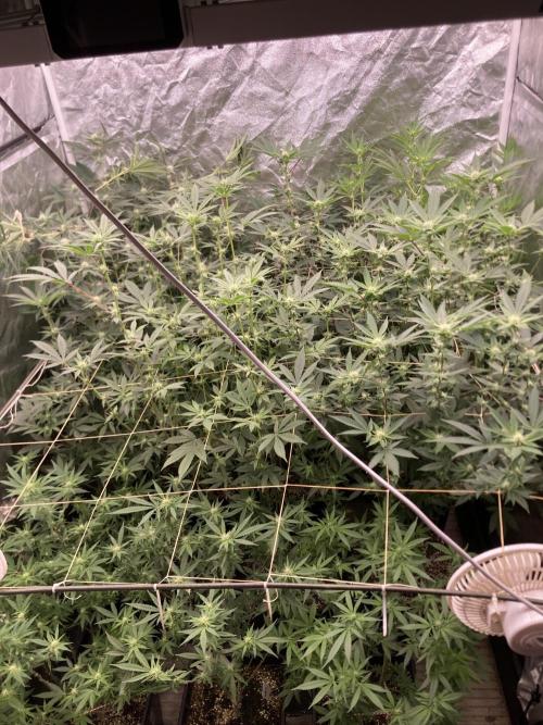 Windu (Wizard Trees). Week 18