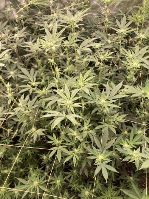 Jelly Breath S1 (In House Genetics). Week 18