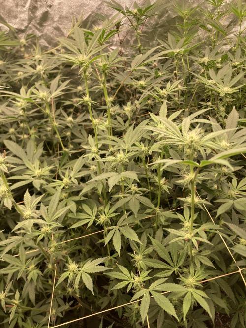 Jelly Breath S1 (In House Genetics). Week 18