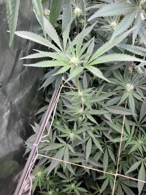 Atomic Jelly#2 (In House Genetics). Week 4
