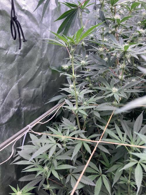 Atomic Jelly#2 (In House Genetics). Week 4