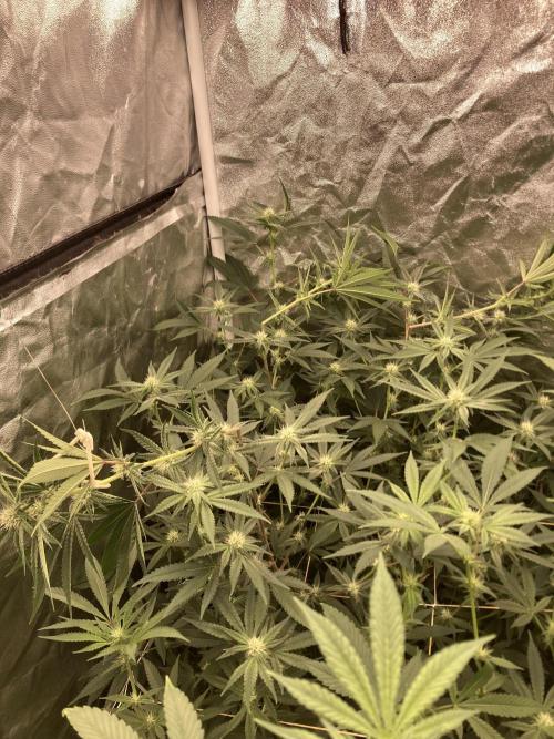GasQuake (In House Genetics). Week 18