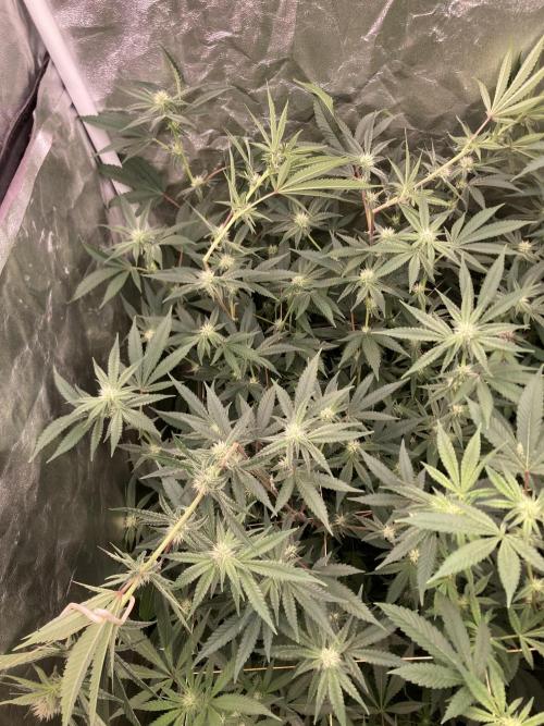 GasQuake (In House Genetics). Week 18