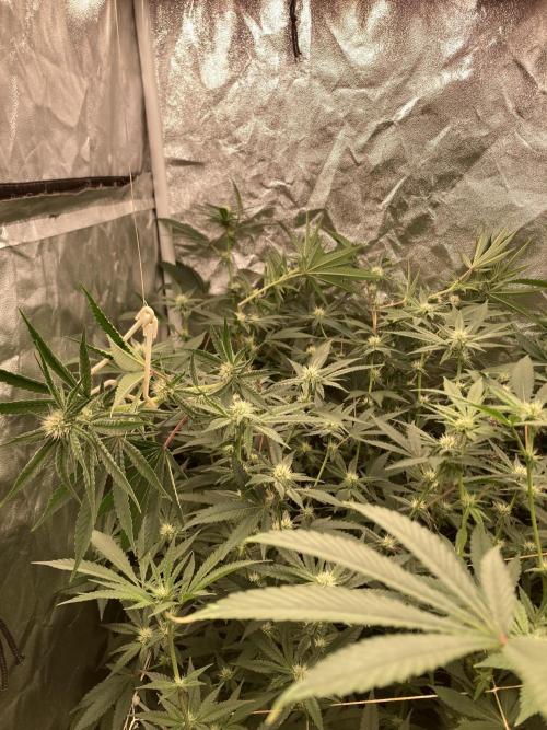 GasQuake (In House Genetics). Week 18