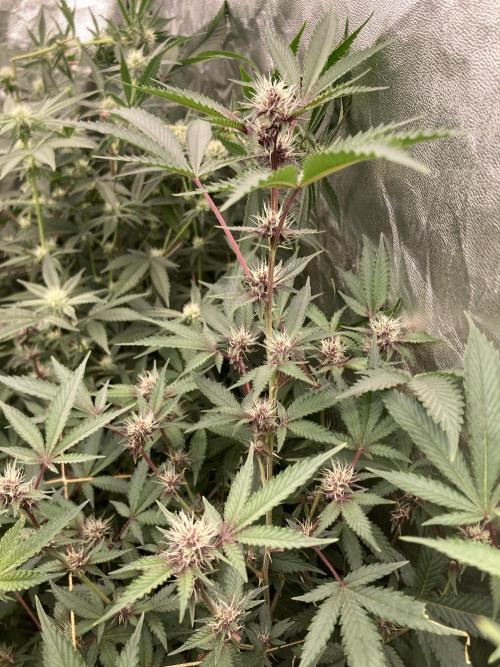 Pora’s Purple CN#6 (Relentless Genetics). Week 4