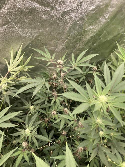 Pora’s Purple CN#6 (Relentless Genetics). Week 4
