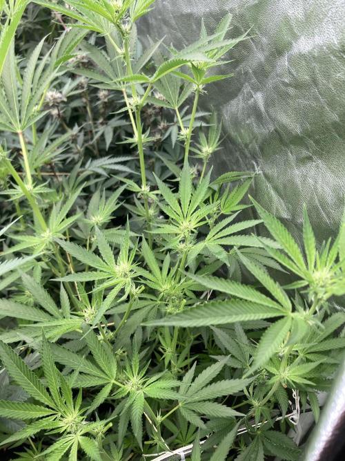 Pineapple Mojito S1. Week 14