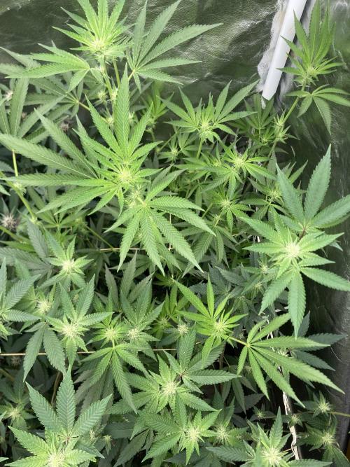 Pineapple Mojito S1. Week 14