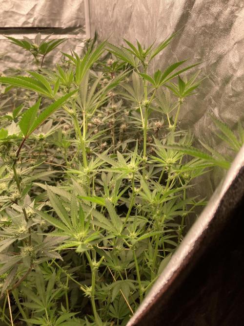 Pineapple Mojito S1. Week 14