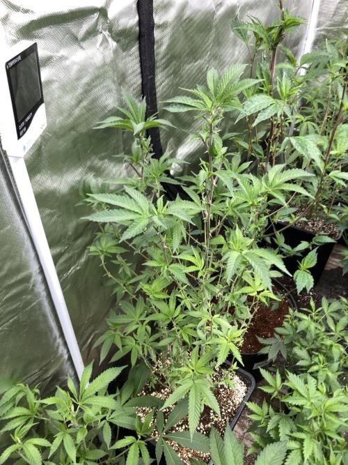 Do-lato V2 (In House Genetics). Week 17