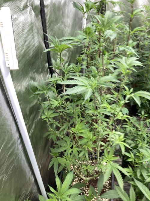 Do-lato V2 (In House Genetics). Week 17
