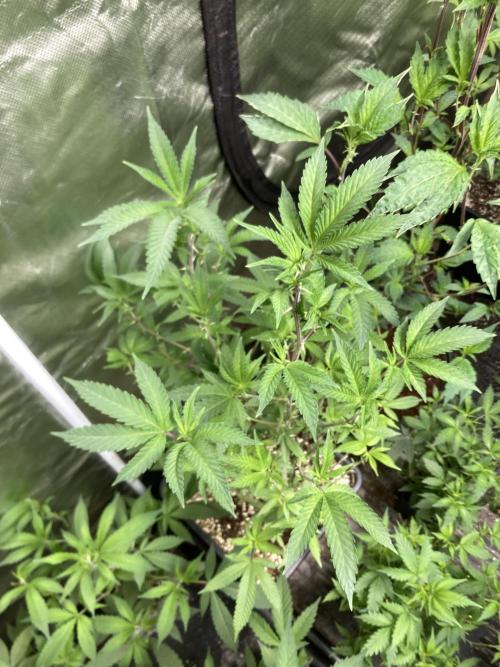 Do-lato V2 (In House Genetics). Week 17