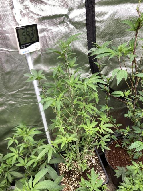 TSW2000 Full Spectrum 300W LED. Week 17