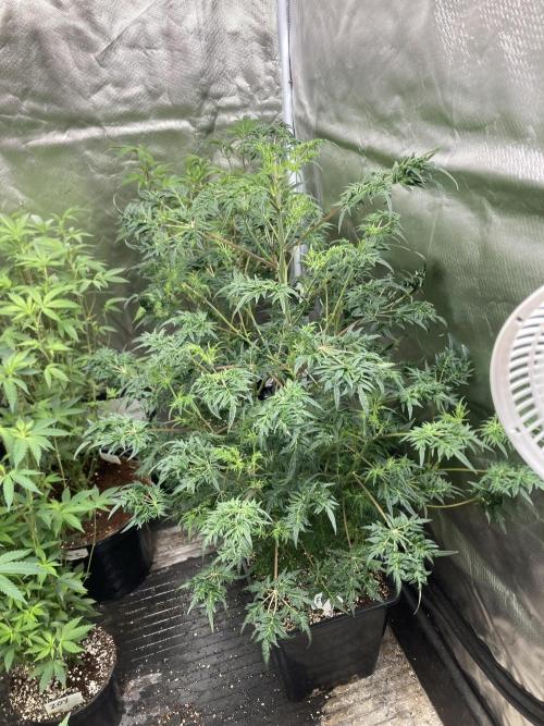 Frosty’s Purple Freak (Khalifa). Week 14