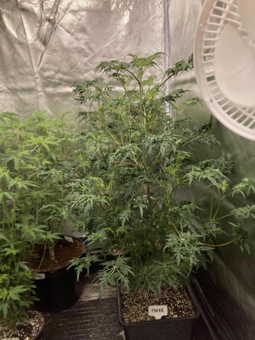 Frosty’s Purple Freak (Khalifa). Week 14