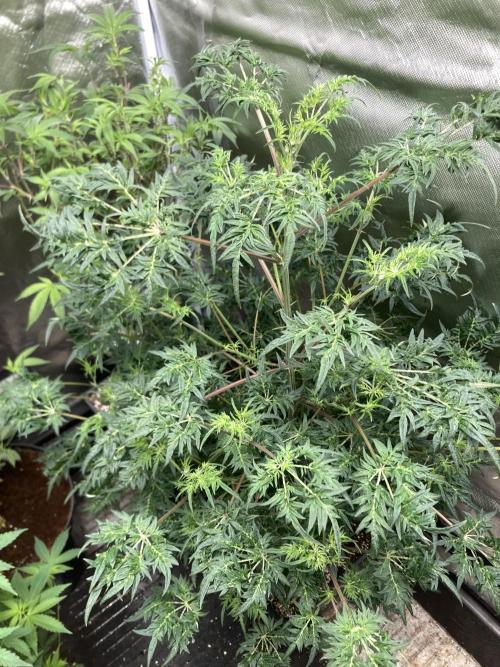 Frosty’s Purple Freak (Khalifa). Week 14
