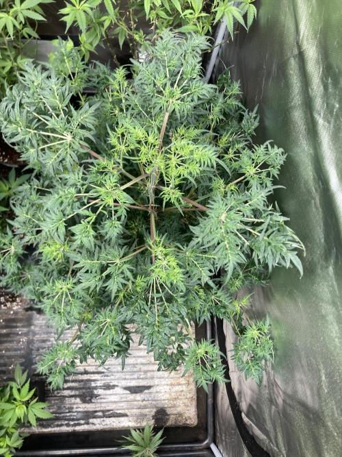 Frosty’s Purple Freak (Khalifa). Week 14