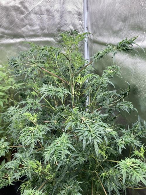 Frosty’s Purple Freak (Khalifa). Week 14