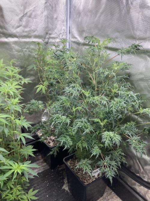 Frosty’s Purple Freak (Khalifa). Week 14