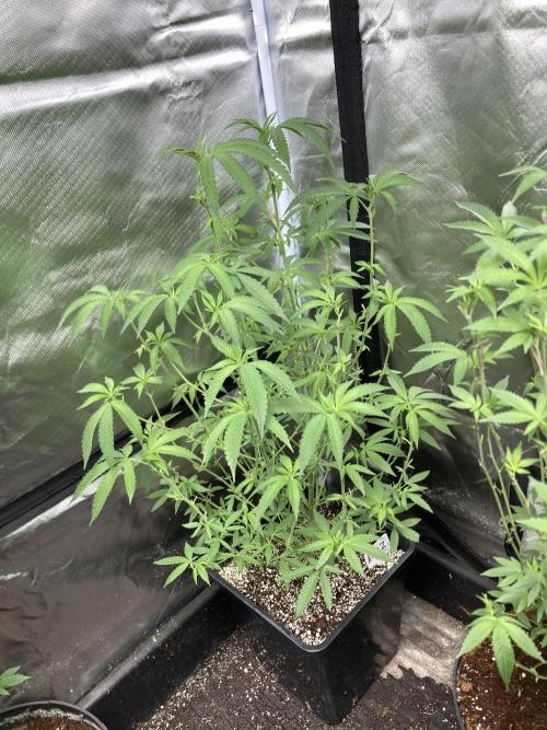 Apples & Bananas x Zoda (Umami Seed Co). Week 14