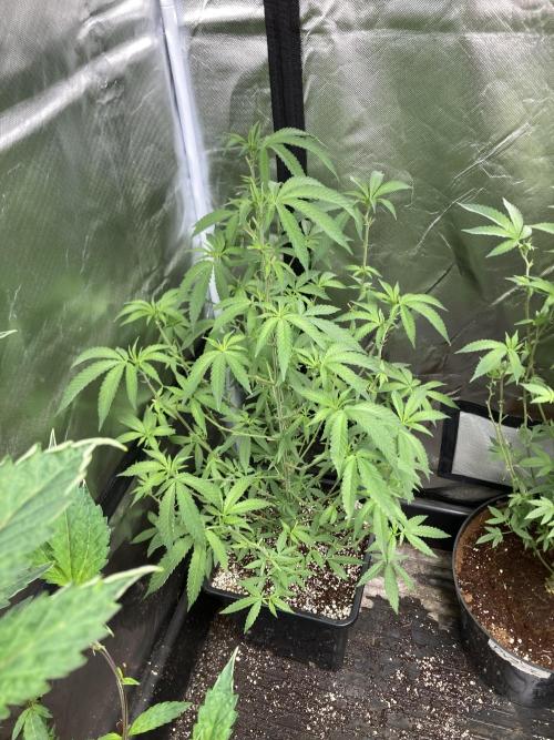 Apples & Bananas x Zoda (Umami Seed Co). Week 14