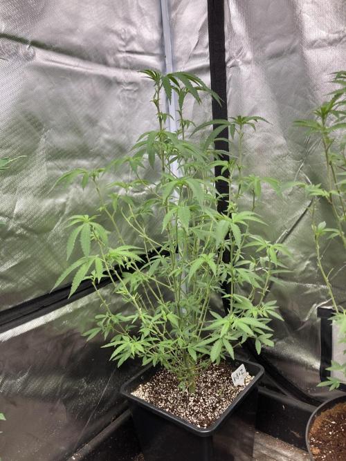 Apples & Bananas x Zoda (Umami Seed Co). Week 14